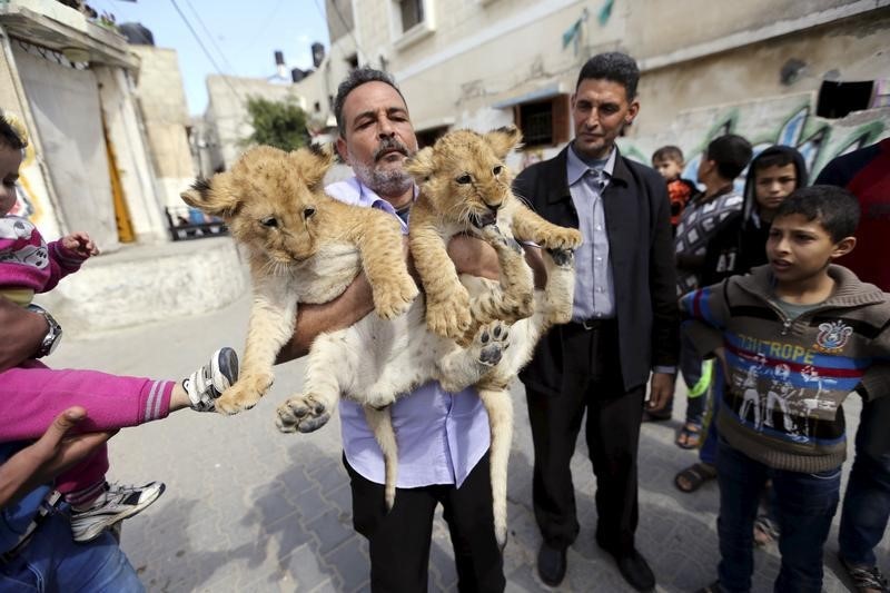 © Reuters. حديقة حيوان في رفح الفلسطينية تبيع شبلي أسد لأُسرة في مخيم للاجئين