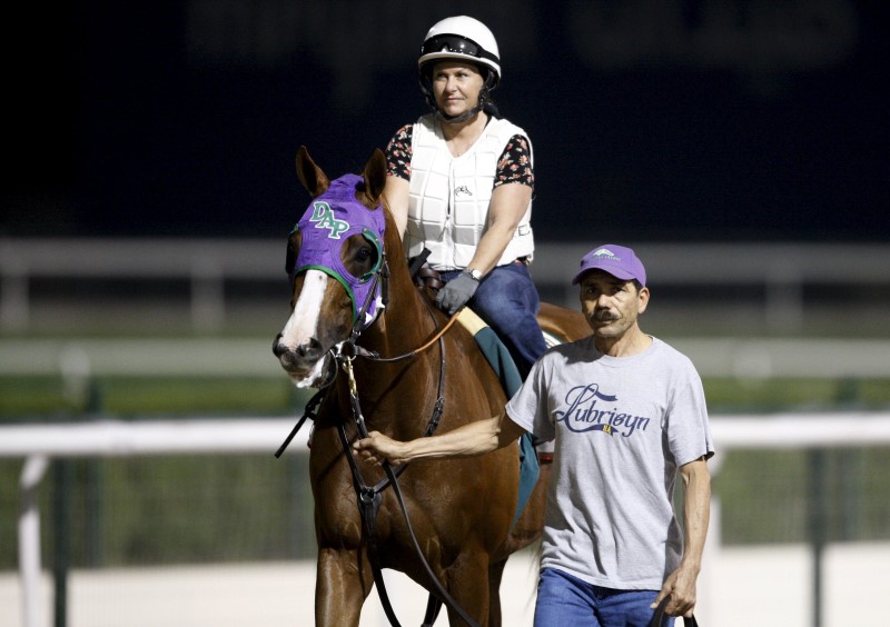 © Reuters. Groom leads California Chrome to the early morning workout at the Meydan racecourse in Dubai 