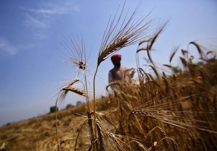 © Reuters. A farmer stands in his wheat field, which was damaged by unseasonal rains, in Vaidi 