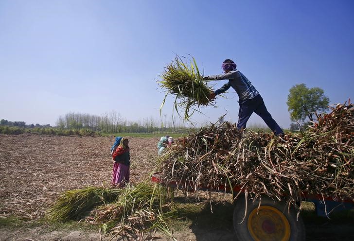 © Reuters. Workers unload stacks of sugarcane on a farmland in Sisola Khurd