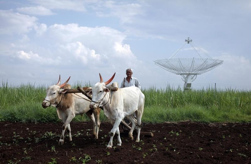 © Reuters. Farmer uses his oxen to till his land in front of a satellite dish set up in an adjacent field in Narayangaon