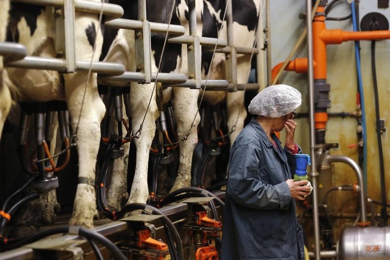 © Reuters. A French dairy farmer milks cows at a farm in La Planche near Nantes, western France