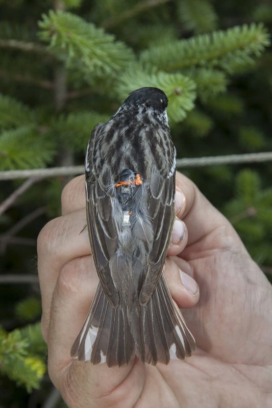 © Reuters. Handout shows a blackpoll warbler fitted with a miniaturized light-sensing geolocator on its back 