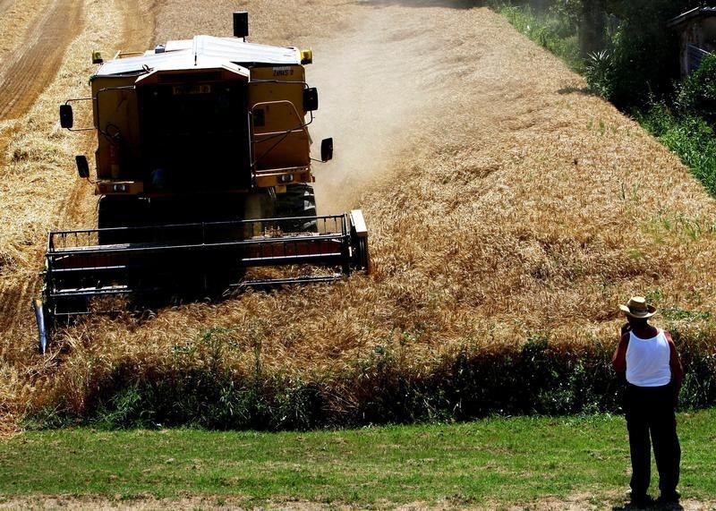 © Reuters. مصدر: سوريا تتفاوض لمبادلة 100 ألف طن من القمح مع ايطاليا