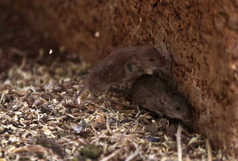 © Reuters. Mice run away from a silo in a farm near Parkes