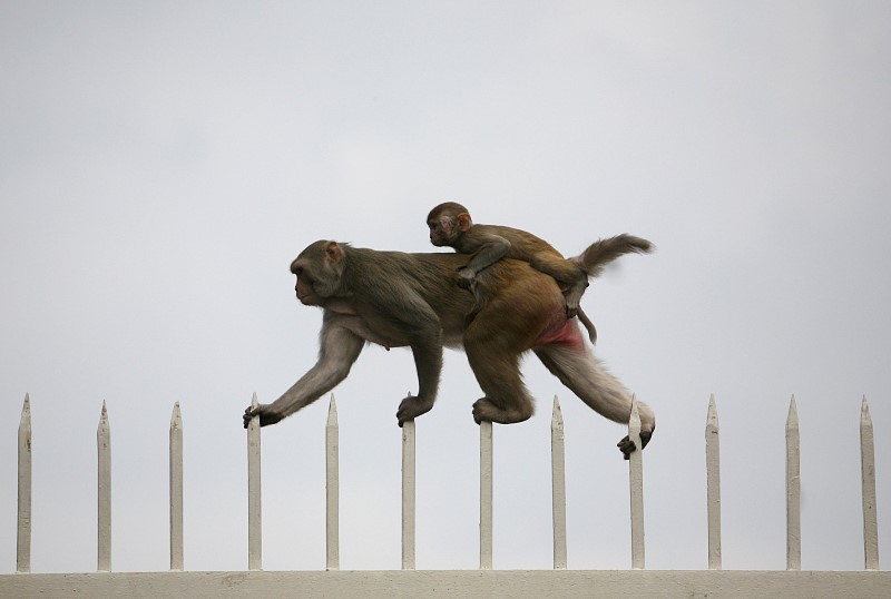 © Reuters. File photo of a monkey along with its baby walking on top of a gate at the ruins of the Feroz Shah Kotla mosque in New Delhi