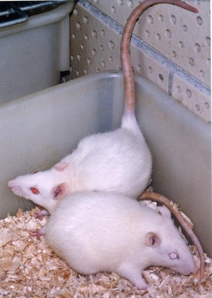 © Reuters. رومانسية القوارض .. ذكور الفئران تجذب الإناث بأغاني العشق