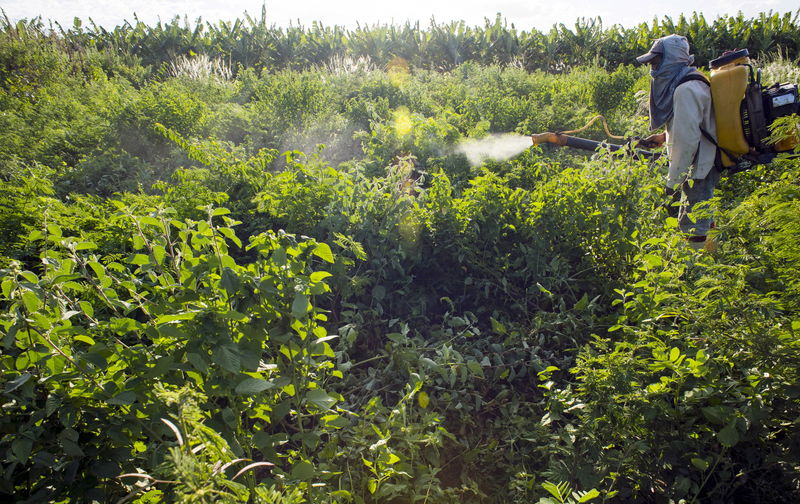 © Reuters. Agricultor usa agrotóxico em pequena plantação em Limoeiro do Norte, no Ceará