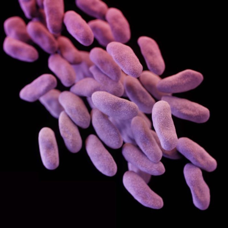 © Reuters. Los CDC de Estados Unidos planean erradicar las superbacterias 