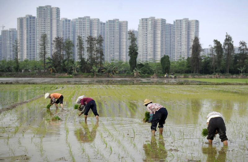 © Reuters. Farmers plant rice seedlings in a field near a residential compound in Shaxi township