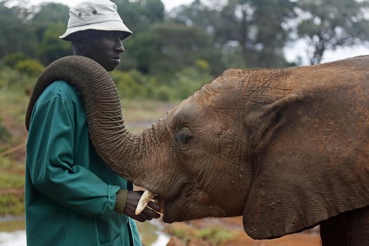 © Reuters. Tratador de elefantes em parque nacional de Nairóbi, no Quênia
