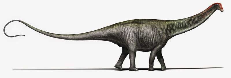 © Reuters. Artist's rendering of a Brontosaurus with a Diplodocus-like head 