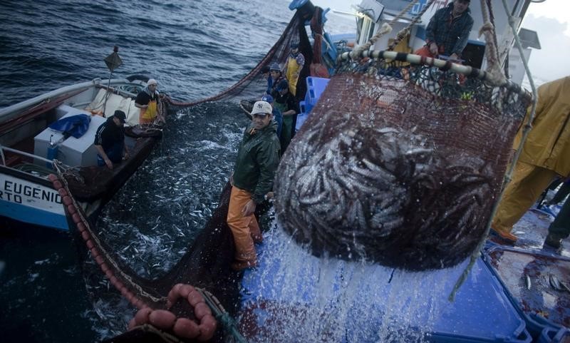 © Reuters. تراجع اعداد اسماك السردين بالساحل الغربي الأمريكي قد يؤدي لحظر صيدها