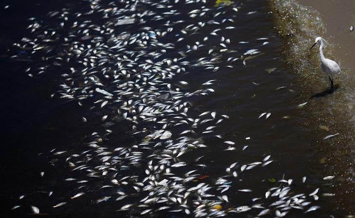 © Reuters. Peixes mortos na Baía de Guanabara 