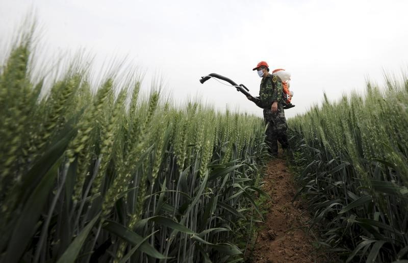 © Reuters. LA POLLUTION DES TERRES AGRICOLES S'AGGRAVE EN CHINE