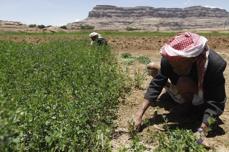 © Reuters. الفاو: حرب اليمن تعرض محصول 2015 للخطر والأمن الغذائي يتدهور