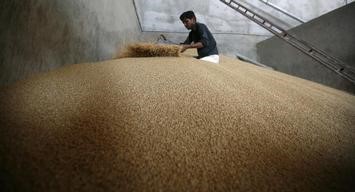 © Reuters. مصر تشتري 300 الف طن من القمح