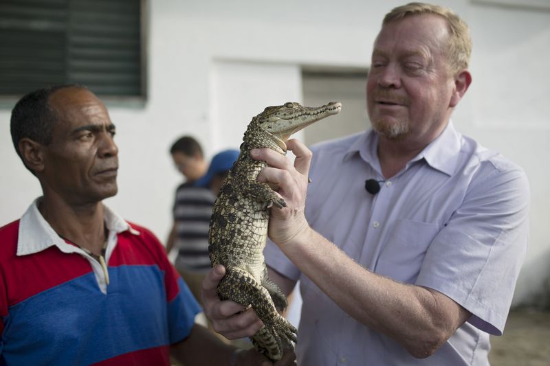 © Reuters. Tratador sueco Jonas Wahlstrom segura um dos 10 filhotes de crocodilo que chegaram a Cuba