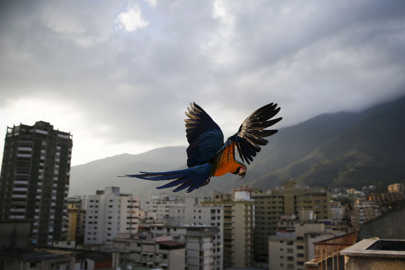 © Reuters. Bandadas de guacamayos colorean los cielos de Caracas