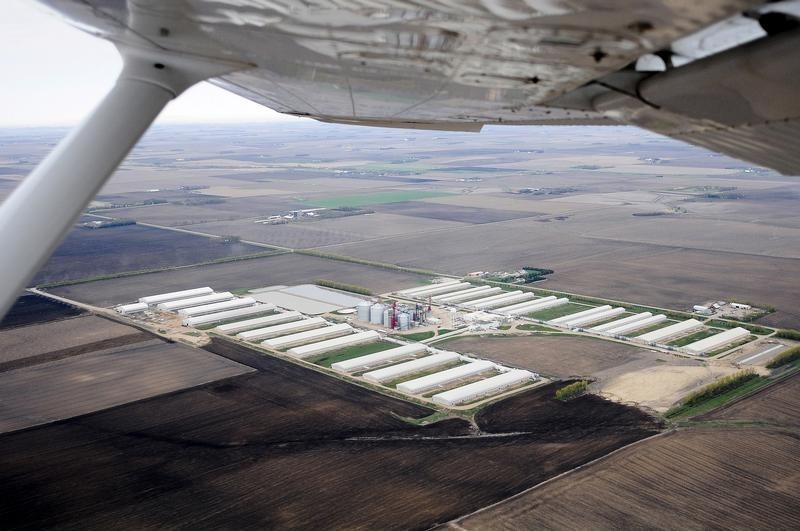 © Reuters. Iowa declara el estado de emergencia por la gripe aviaria