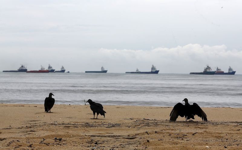 © Reuters. Vultures are pictured as ships navigate on the waters of Macae, where Petrobras has its biggest offshore oil base