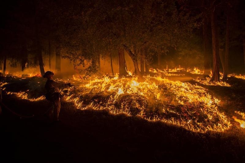 © Reuters. ملايين الأشجار تموت في كاليفورنيا بسبب الجفاف