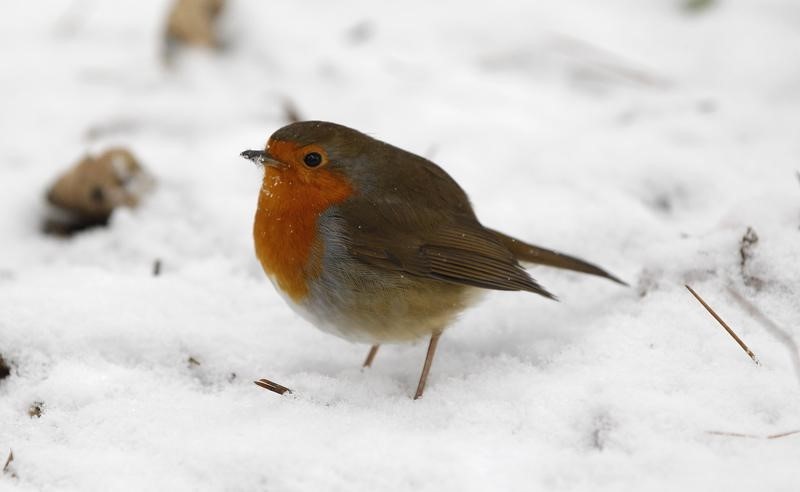 © Reuters. Los británicos votan para escoger su pájaro nacional