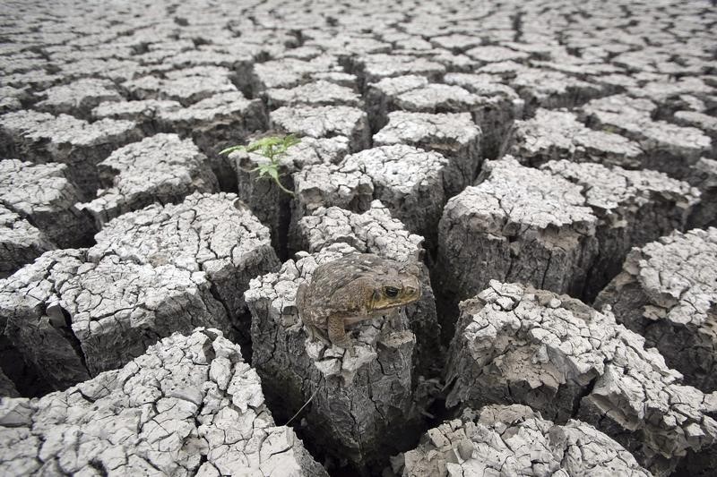 © Reuters. El Niño ha llegado, elevando la preocupación por los cultivos
