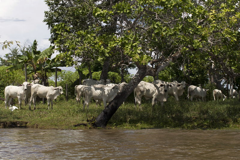 © Reuters. Gado pasta às margens do rio Solimões em Manacapuru, Amazonas