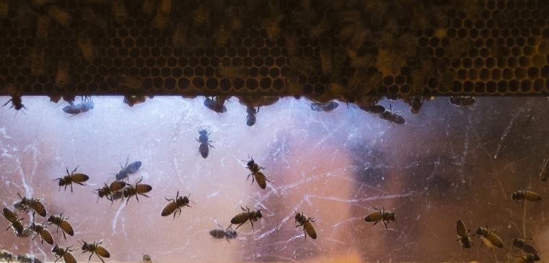 © Reuters. البيت الابيض يشكل مجموعة عمل لبحث أسباب تناقص نحل العسل بصورة مثيرة