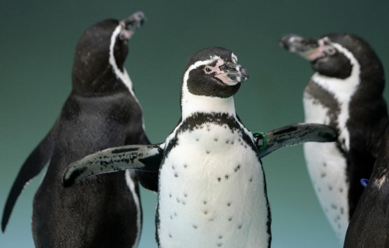 © Reuters. Pinguins Humboldt em zoológico na Cidade do México, em foto de arquivo