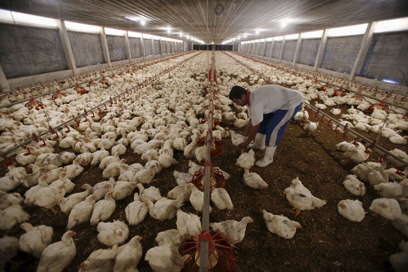 © Reuters. A worker feeds chickens as classical music by Mozart play in the background at Kee Song Brothers' drug-free poultry farm in Yong Peng