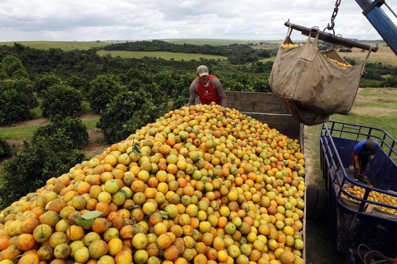 © Reuters. Trabalhadores carregam laranjas em fazenda em Limeira