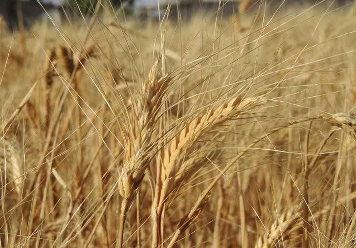 © Reuters. سوريا تتوقع محصولا وفيرا من القمح لكن تواجه صعوبات في جمعه