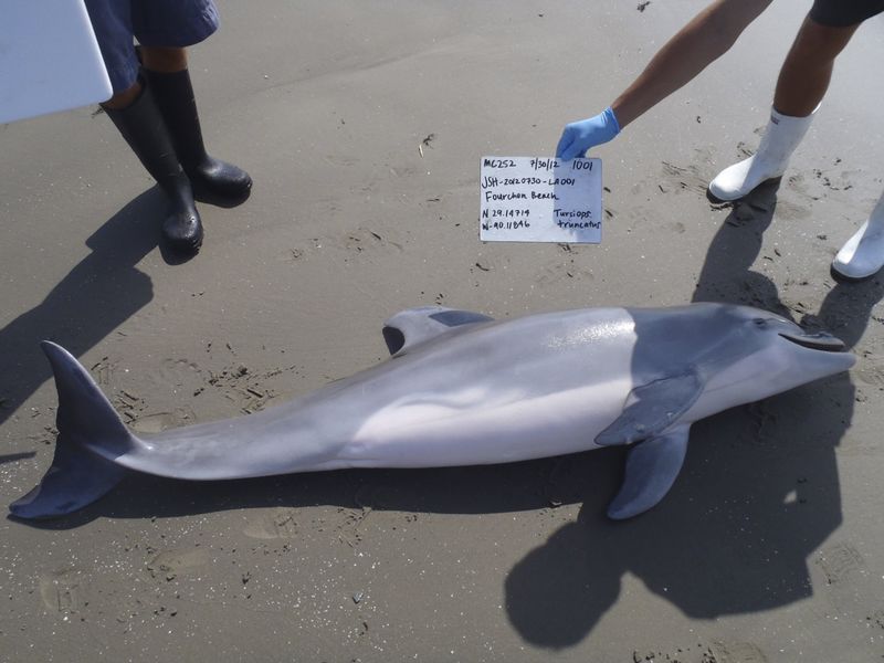 © Reuters. دراسة: بقعة الزيت هي سبب نفوق الدلافين في خليج المكسيك