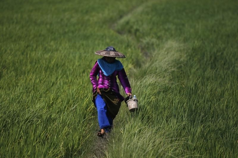 © Reuters. وزير اندونيسي يلمح الى محاولة تخريب في فضيحة الأرز الملوث