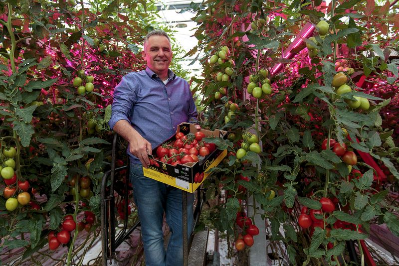 © Reuters. Wim Peters, a tomato farmer, holds up a box full of Roma tomatoes in a greenhouse in Someren, near Eindhoven, the Netherlands