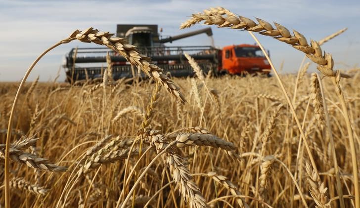 © Reuters. Комбайн в пшеничном поле в Красноярском крае 