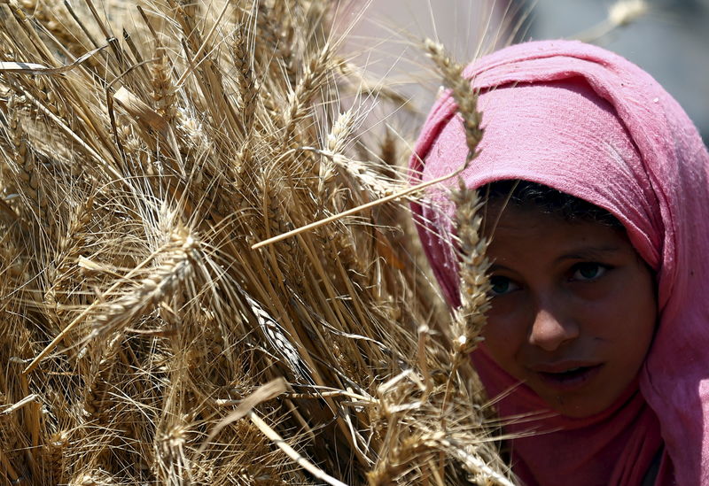 © Reuters. مصر تشتري 5 ملايين طن من القمح المحلي متجاوزة المستهدف