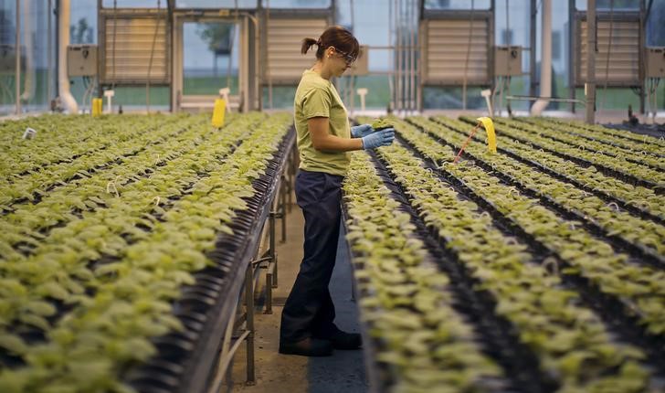© Reuters. An worker inspects the Nicotiana benthamiana plants at Medicago greenhouse in Quebec City