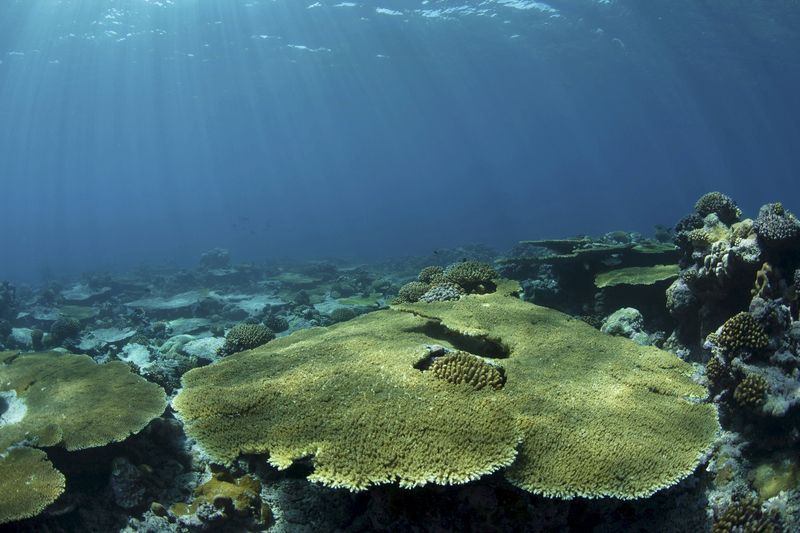 © Reuters. Reef corals are seen in the Western Indo-Pacific Ocean in this undated handout picture