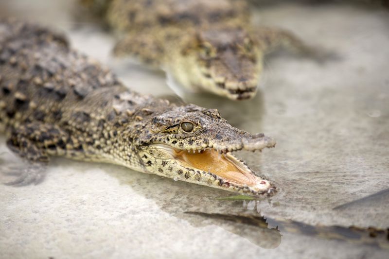 © Reuters. Crocodilos em Cuba