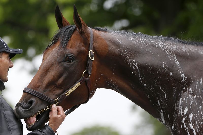 © Reuters. Kentucky Derby and Preakness Stakes winner American Pharoah is bathed following his morning workout at Belmont Park in Elmont, New York