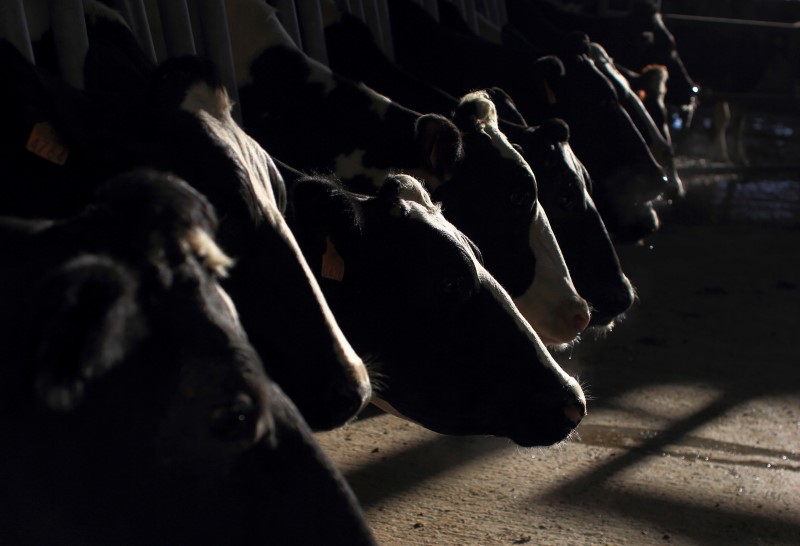 © Reuters. LE GOUVERNEMENT PROMET DES SANCTIONS CONTRE "LA FERME DES MILLE VACHES"