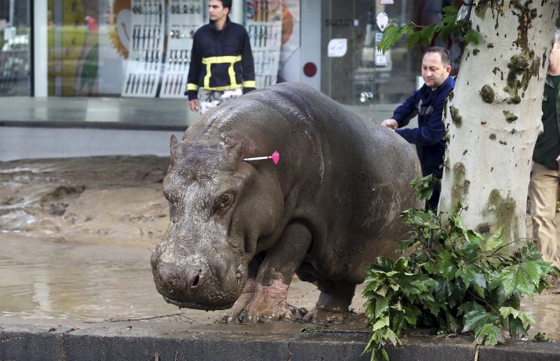 © Reuters. Animales peligrosos, sueltos en la capital de Georgia tras inundaciones mortales