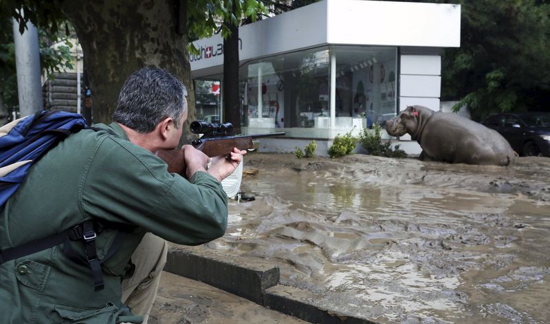 © Reuters. Atirador dispara um dardo tranquilizante num hipopótamo em Tbilisi