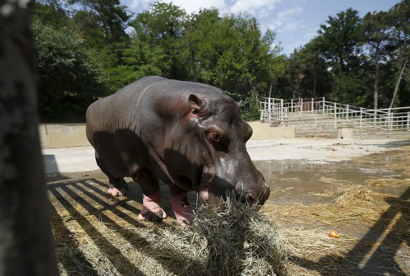 © Reuters. حيوانات حديقة حيوان جورجيا لا تزال طليقة بعد فيضانات في العاصمة