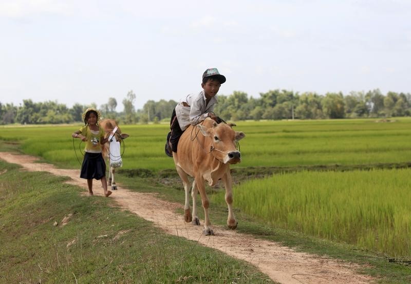 © Reuters. A boy rides his cow on a paddy field as he returns back home in Svay Rieng