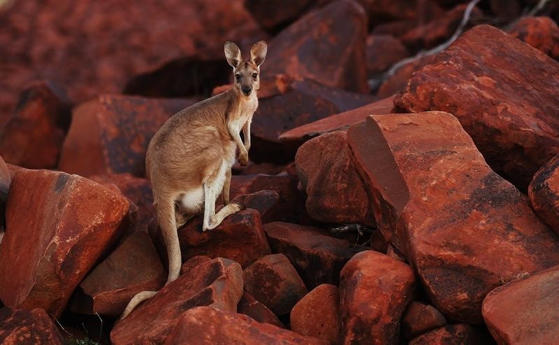 © Reuters. A kangaroo looks on while standing on iron ore rocks close to the Dampier port at the Pilbarra region in Western Australia