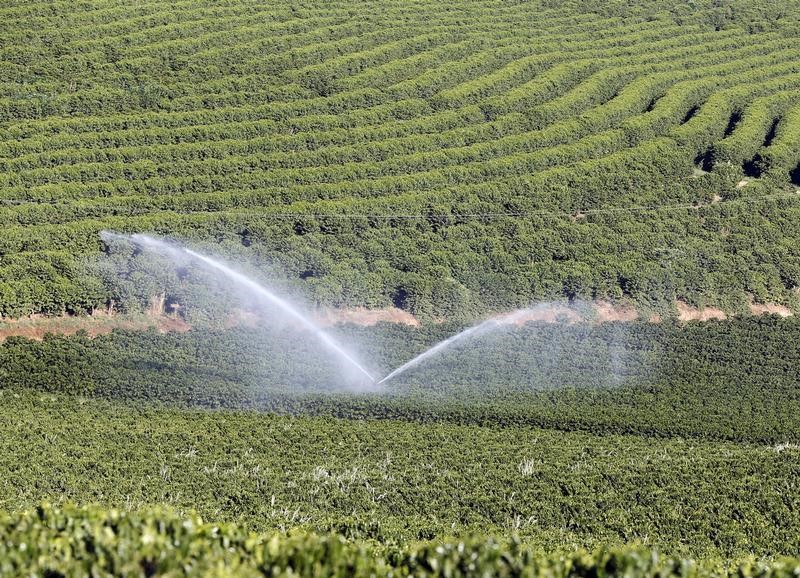 © Reuters. Plantação de café senda irrigada em fazenda, em Santo Antônio do Jardim 